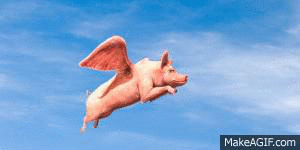 flying-pig.gif